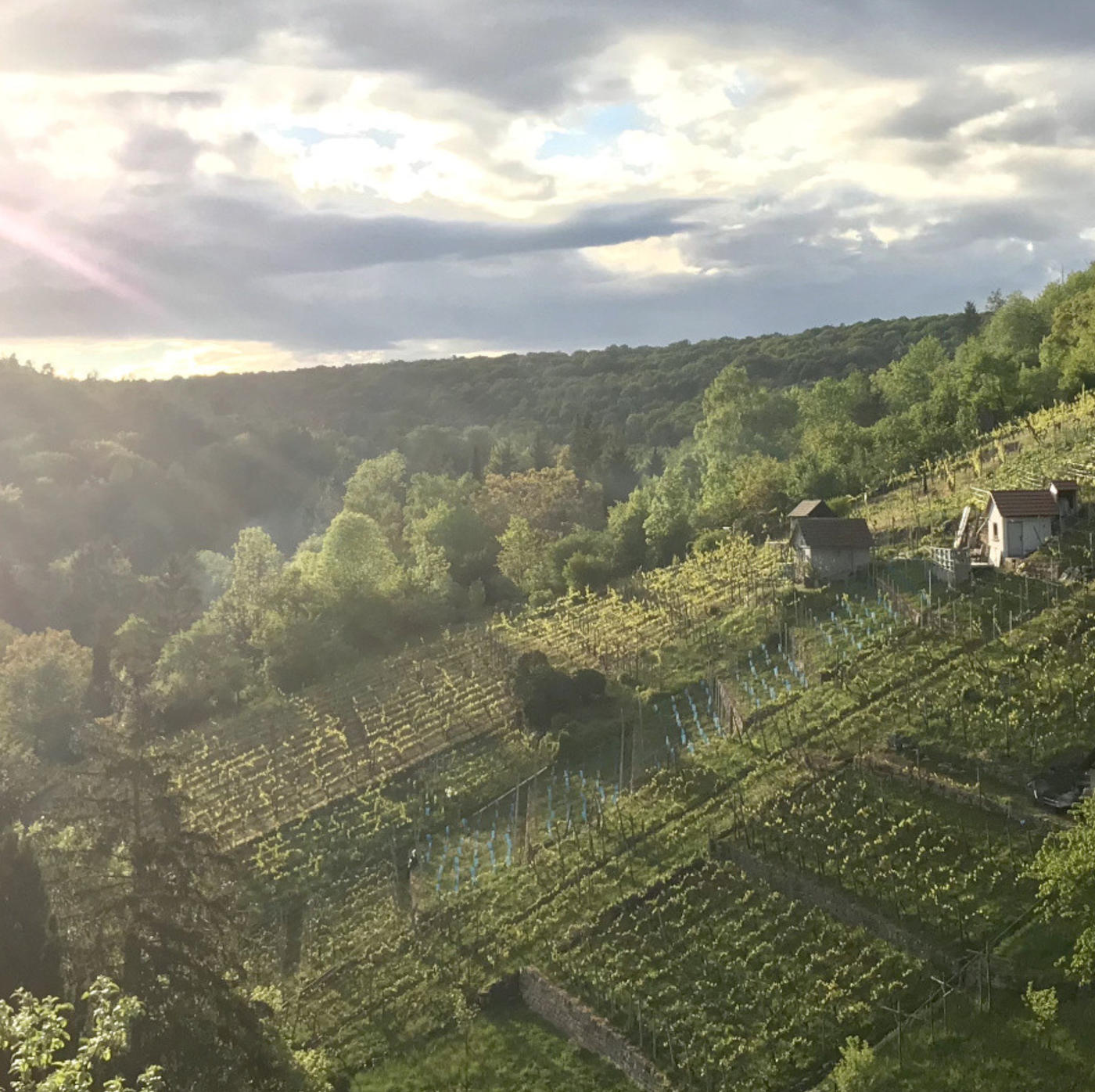 Zwischen Urbanität und Steillagen