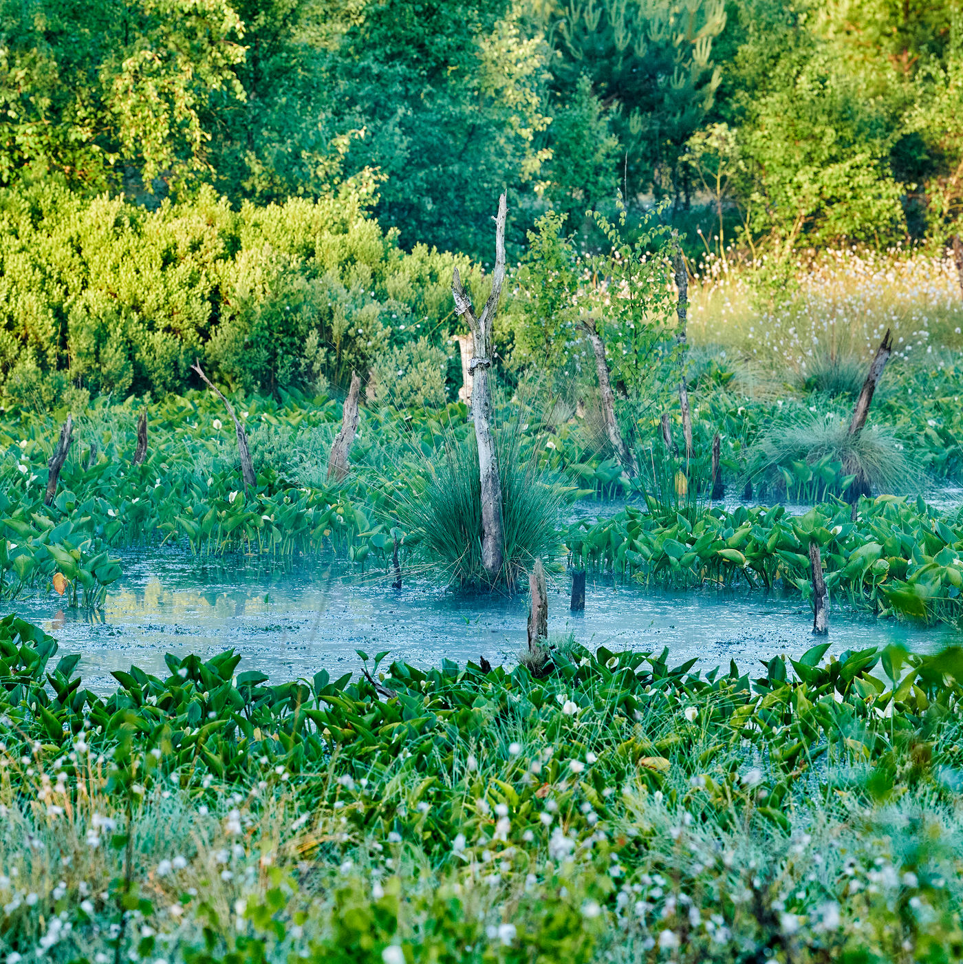 Vivre la tourbière mystique