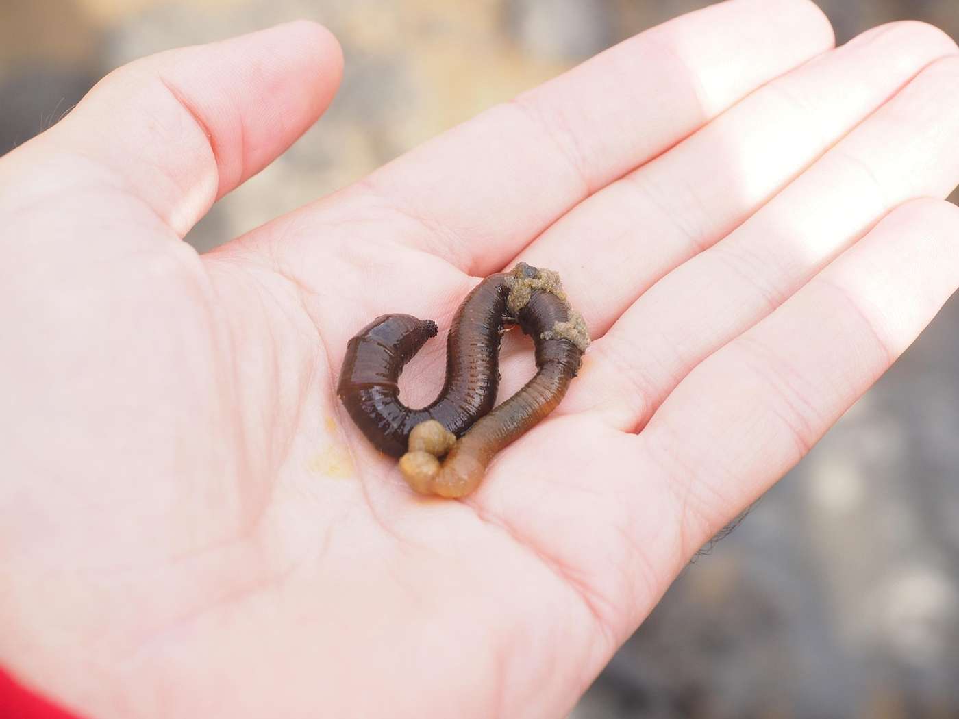 Faszinierende Wattwanderung