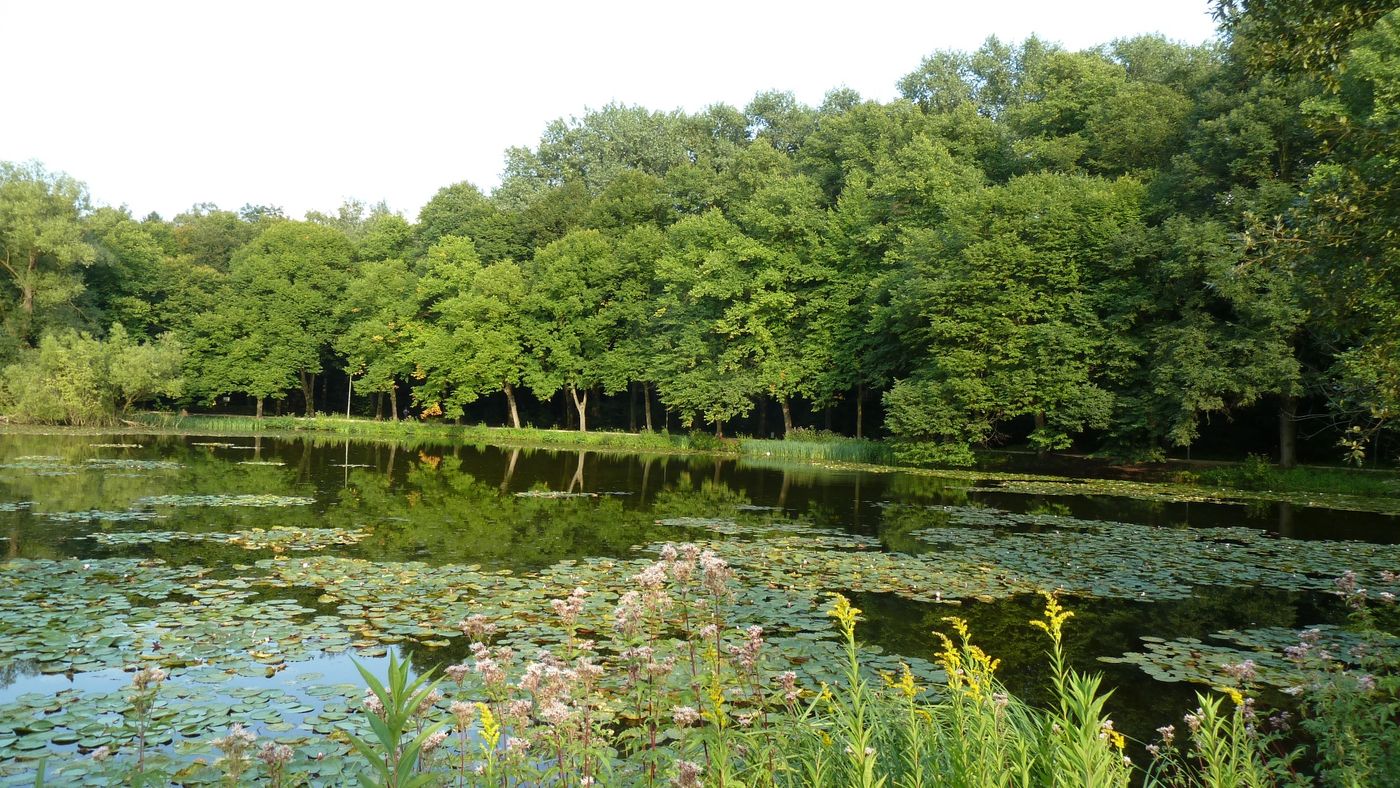 Idyllische Natur am Stadtrand