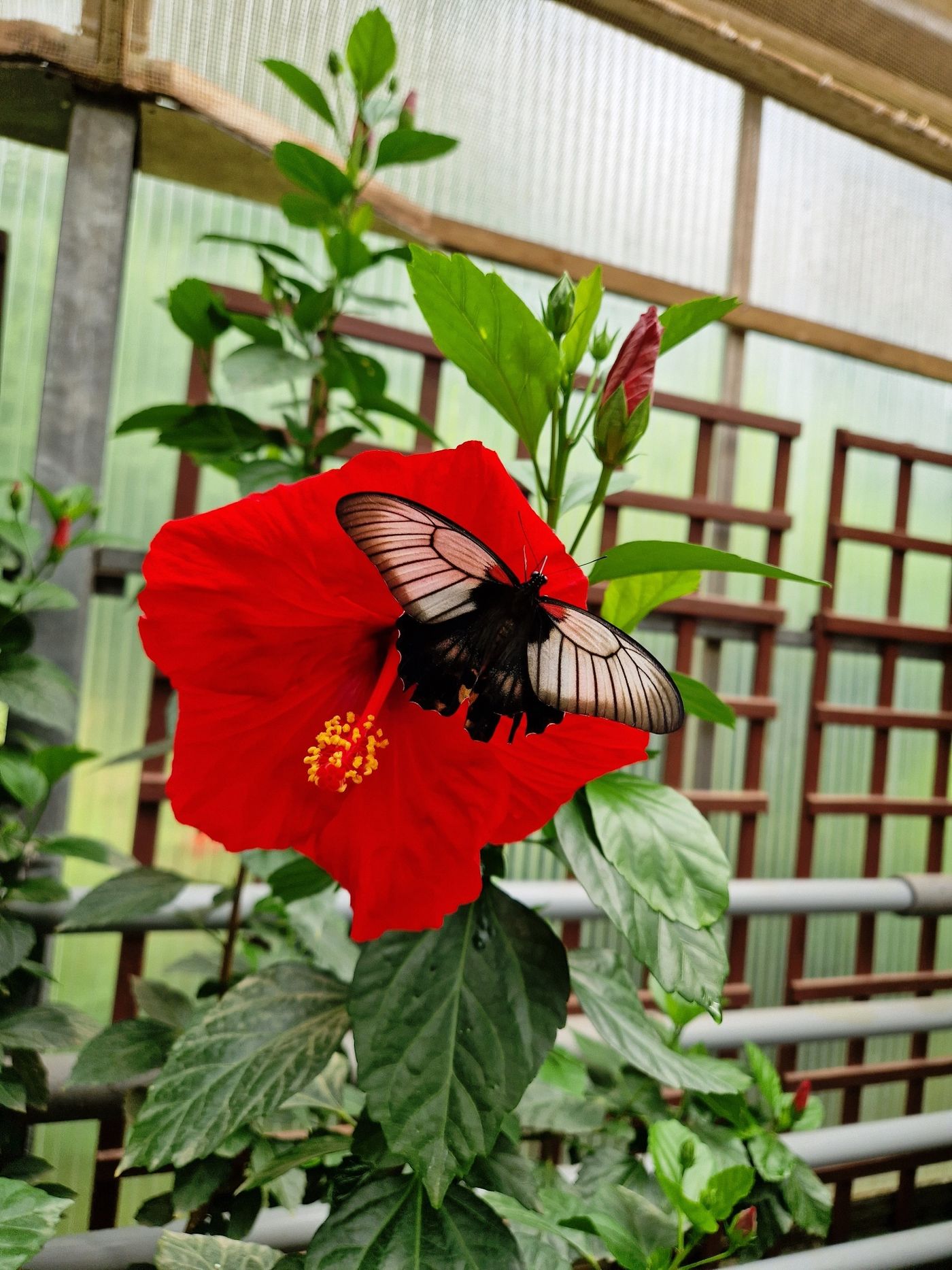 Erlebe die faszinierende Welt der Schmetterlinge