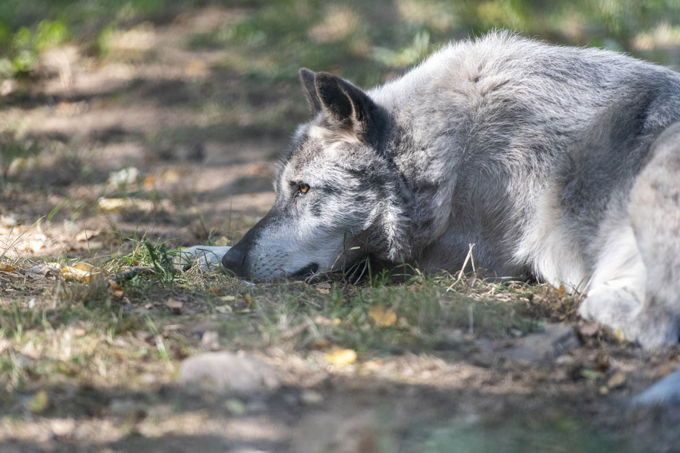 Heulen mit den Wölfen im Wolfspark