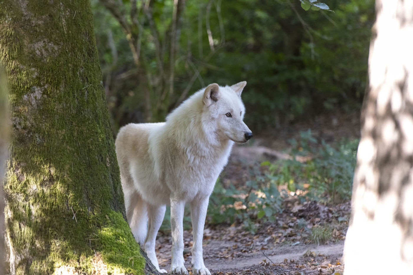 Heulen mit den Wölfen im Wolfspark