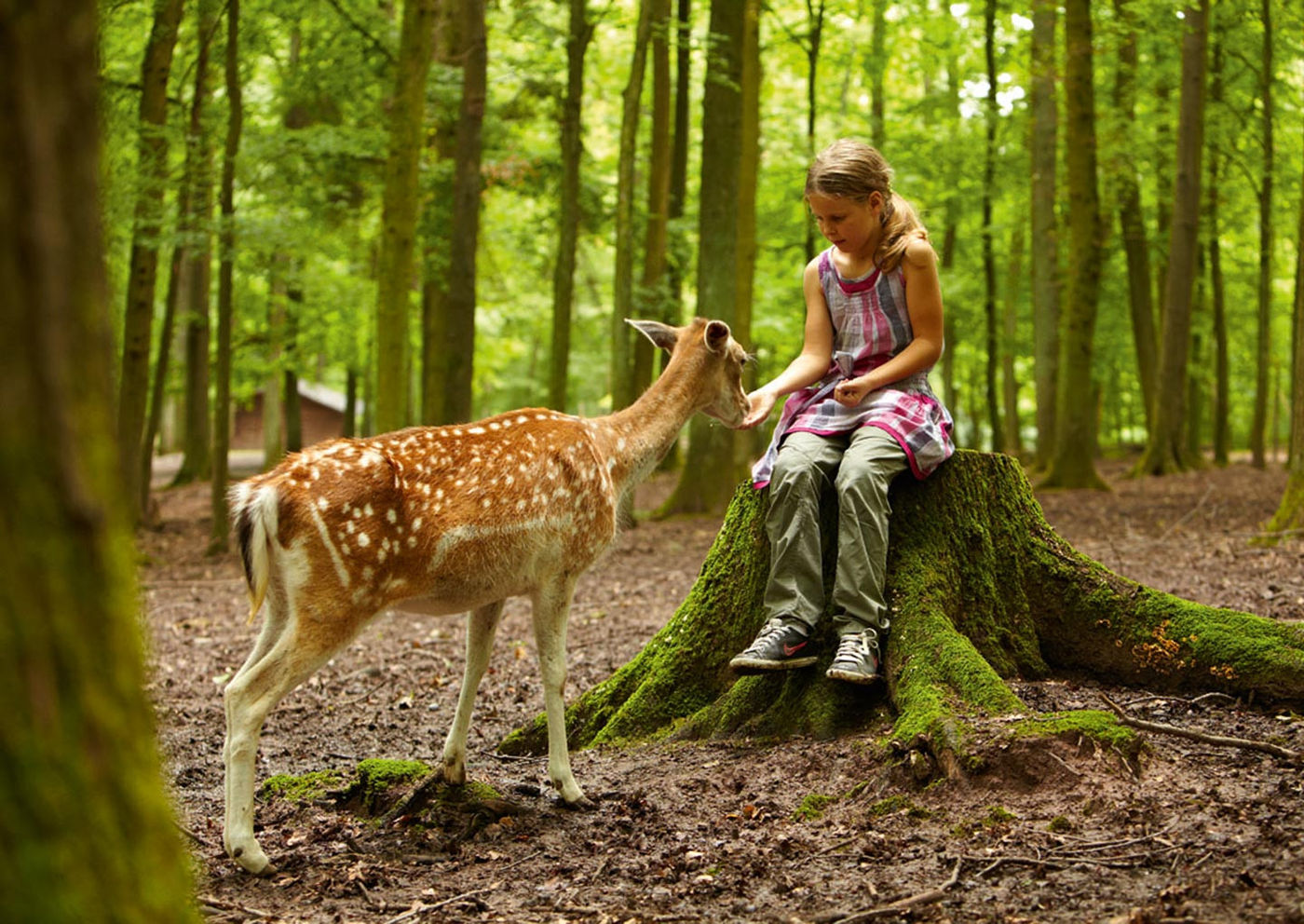 Nahkontakt mit Wildtieren in schöner Natur