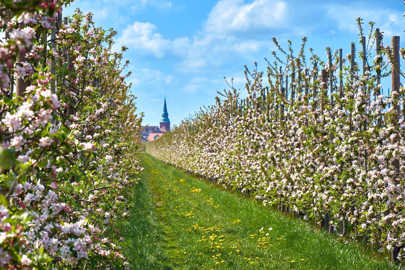 Idyllische Obstgärten und Fachwerkhäuser