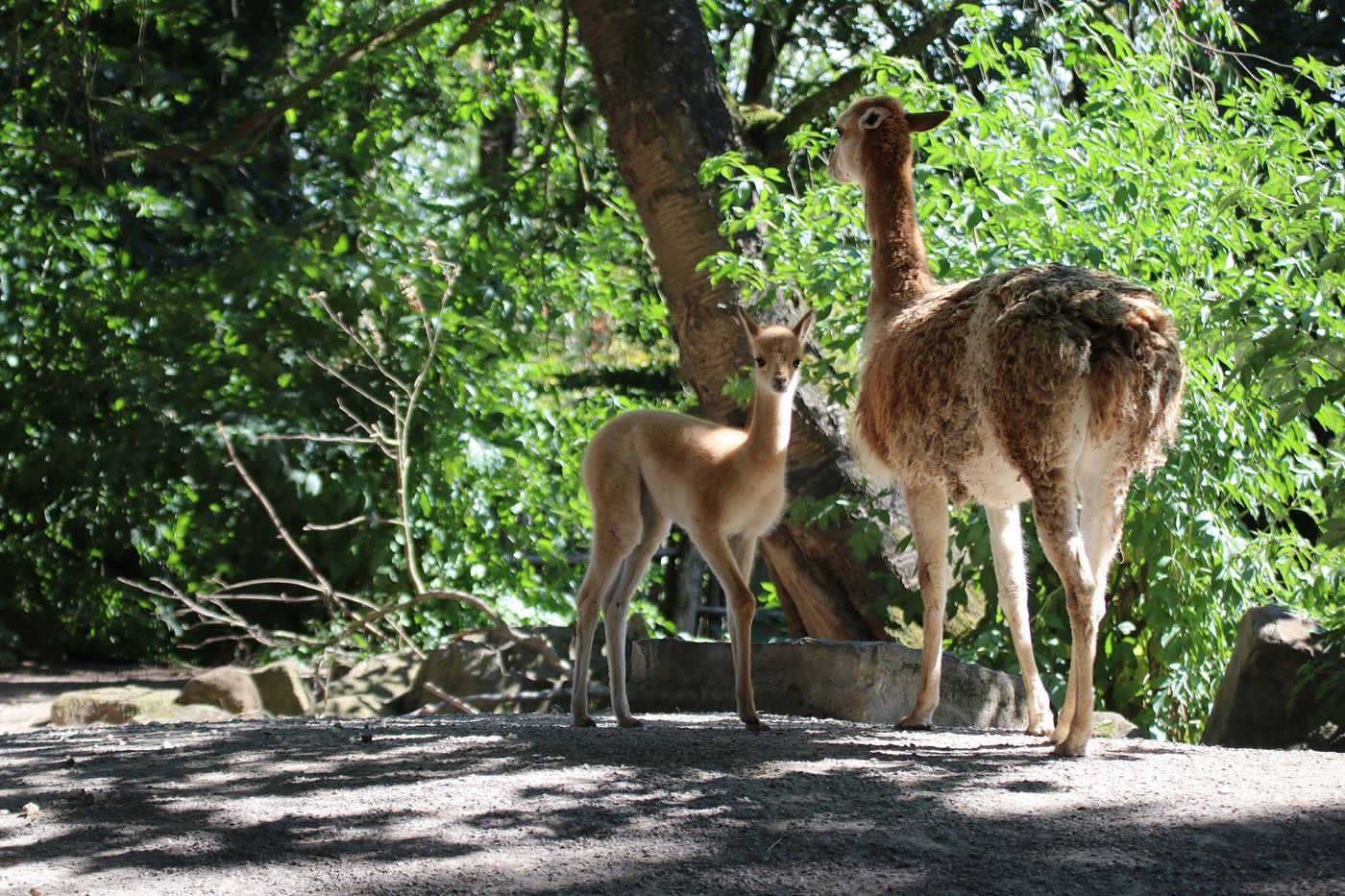 Tierische Abenteuer für die ganze Familie