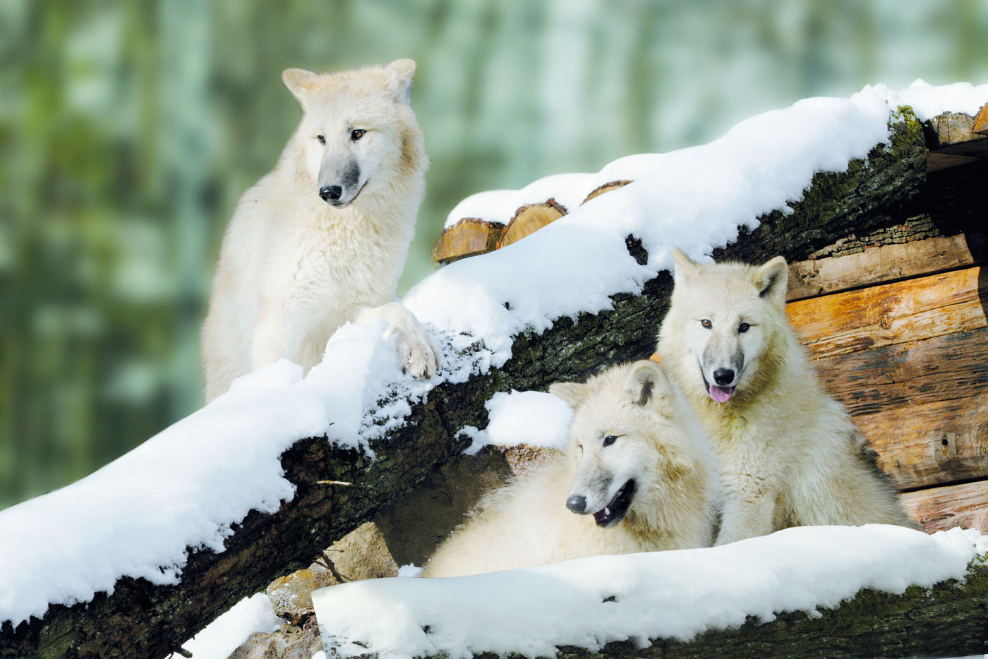 Nahkontakt mit Wildtieren in schöner Natur