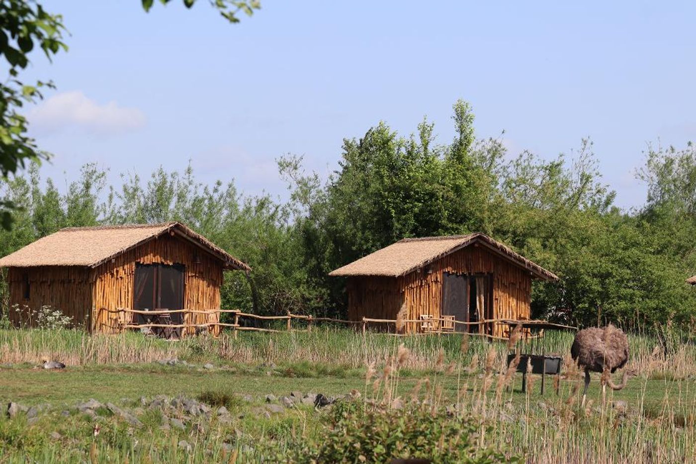 Safari-Abenteuer in Niedersachsen