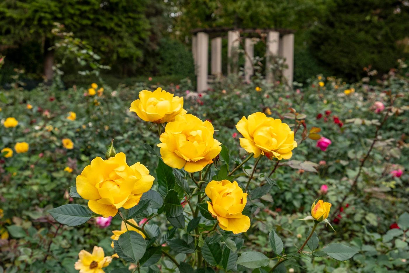 Blühendes Rosenmeer in historischer Festung