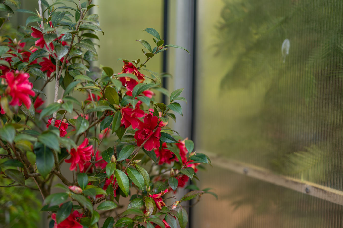 Flatternde Schönheiten im Schmetterlingsgarten