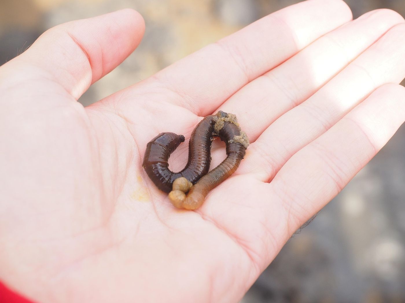Faszinierende Wattwanderung