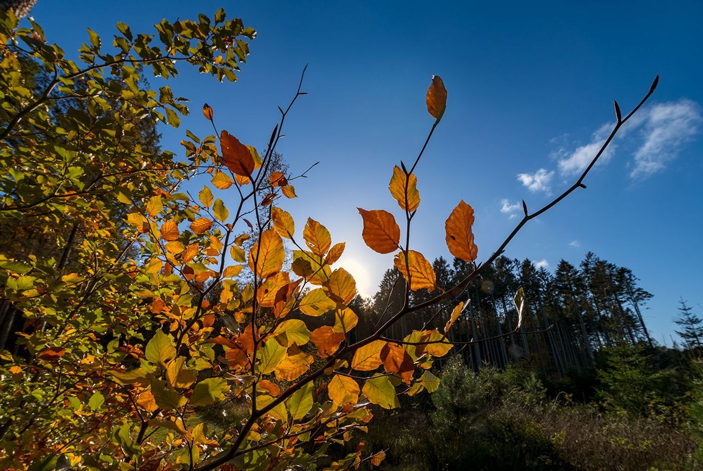 Verwunschene Pfade im tiefen Wald