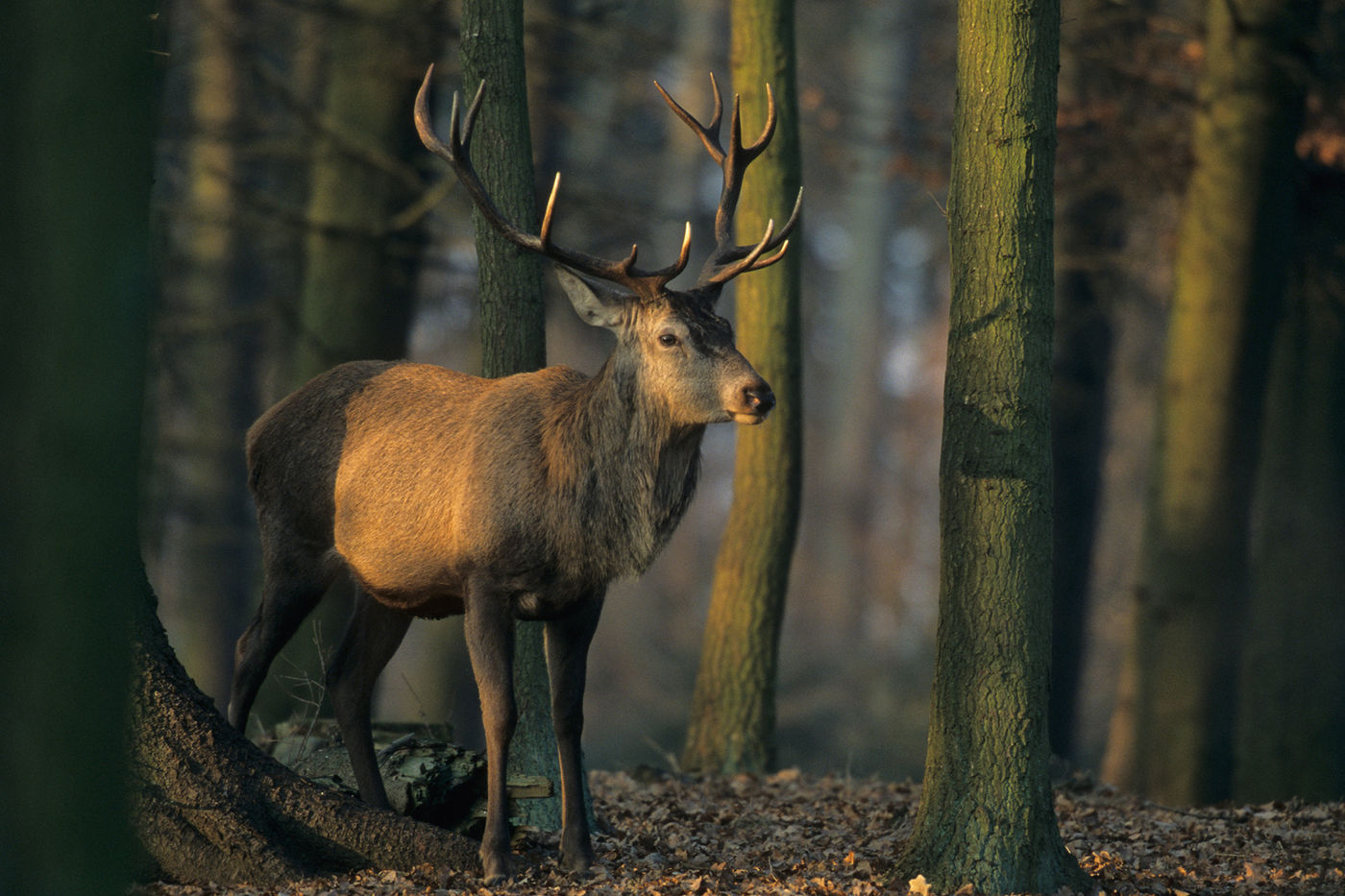 Tierische Begegnungen im Grünen