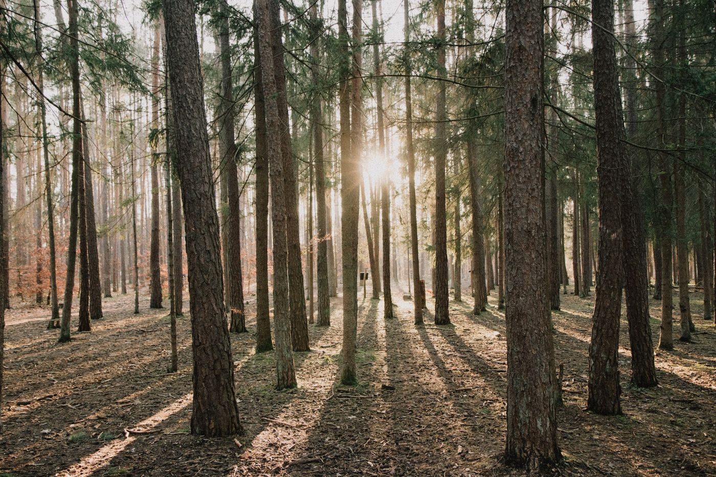 nature