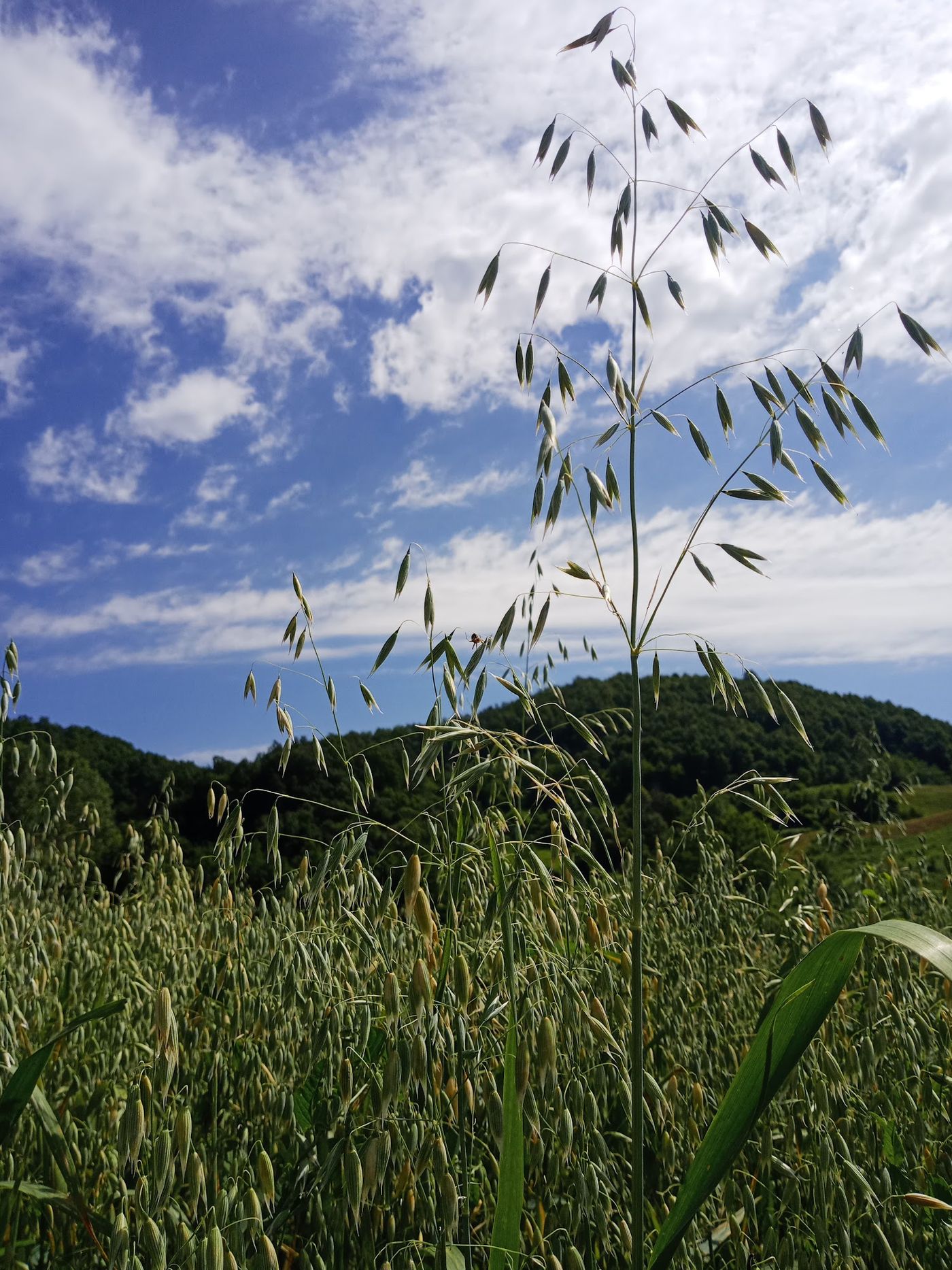 nature