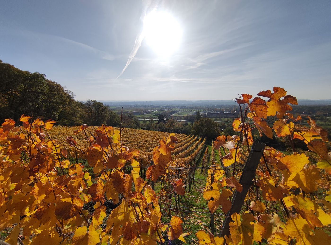 Zwischen Reben wandern