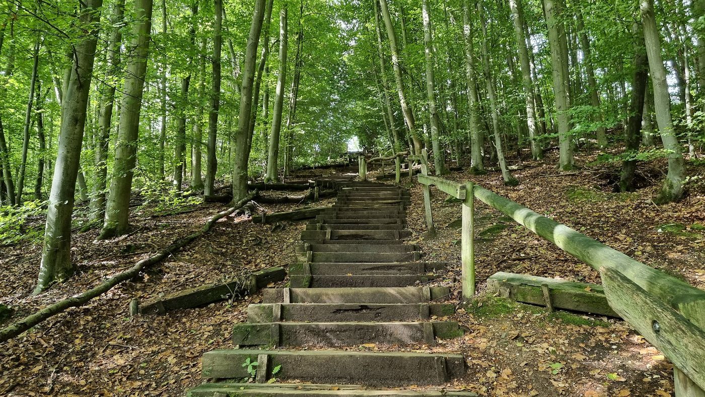 Naturerlebnisse im Königsdorfer Wald