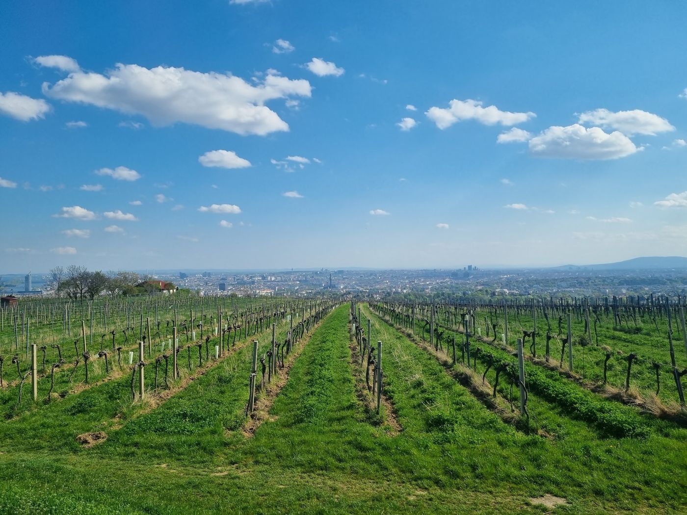 Wiener Weinidylle mit atemberaubendem Panorama