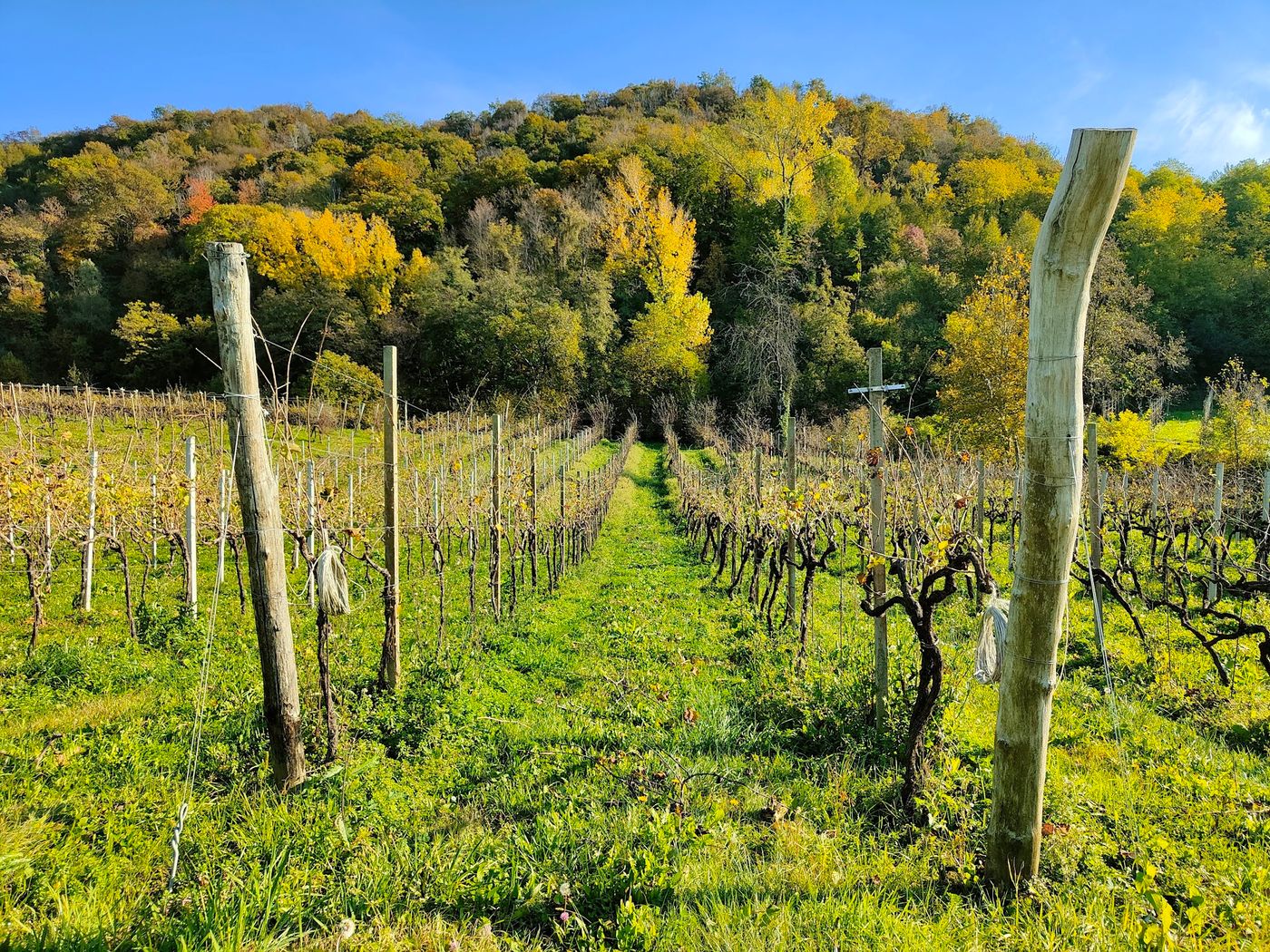 Weinprobe in den Prosecco Hügeln