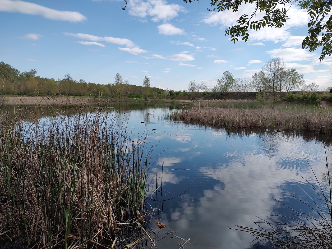 Natur pur am Mures Fluss