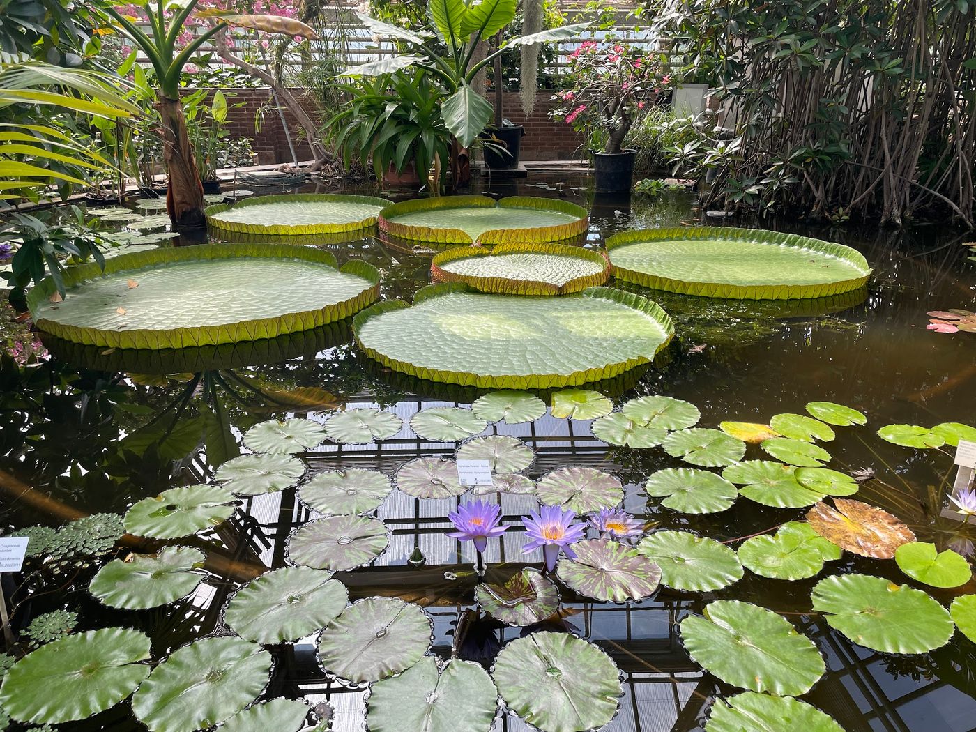 Blumenpracht im ältesten Botanischen Garten