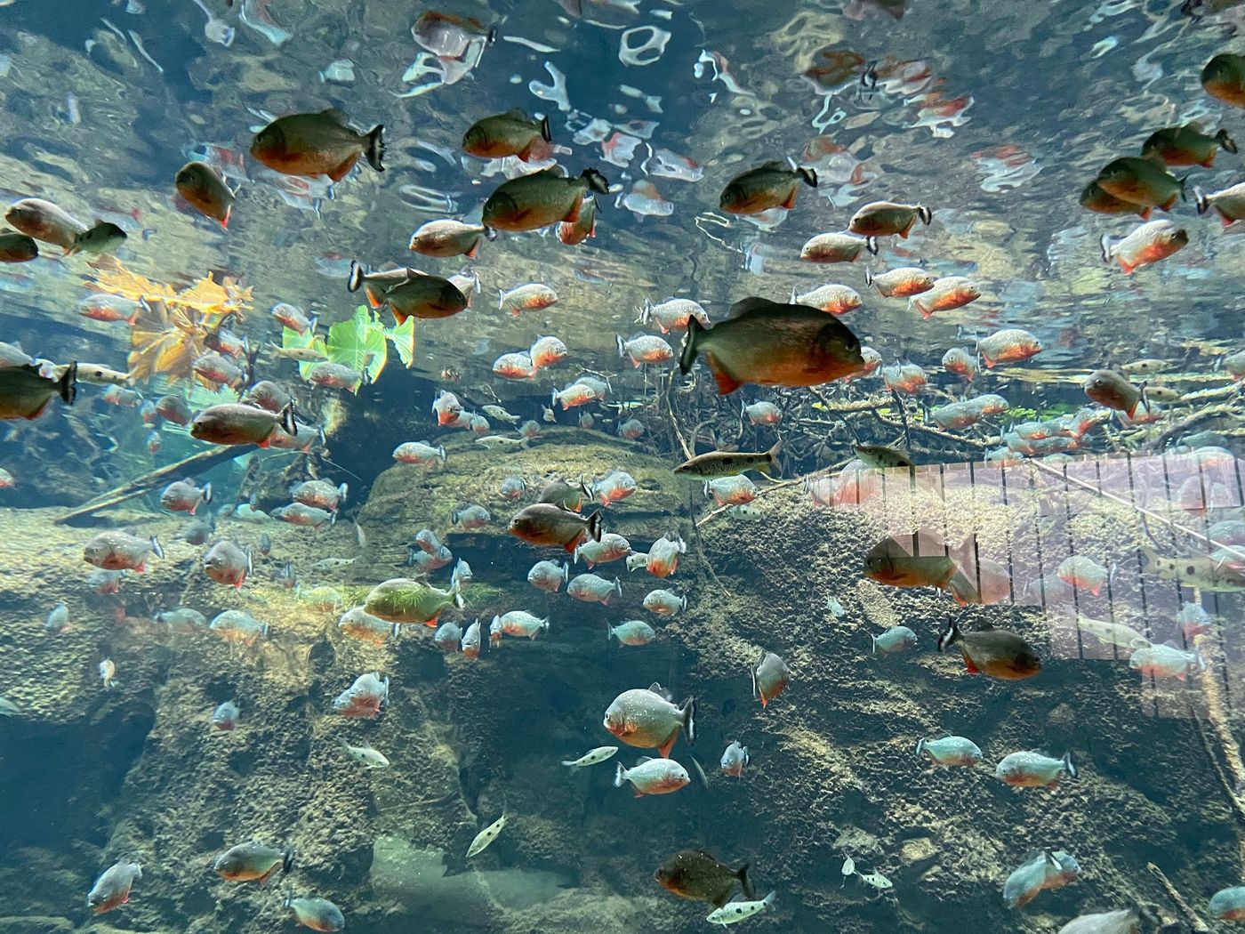 Unterwasserwelt in Dänemarks größtem Aquarium
