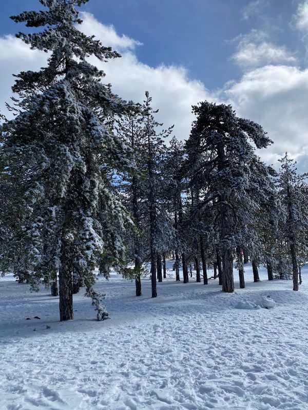 Winterzauber auf Zypern