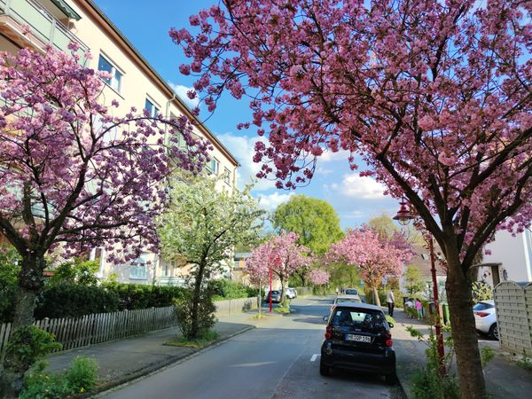 Märchenhafte Kirschblüte in Marburg