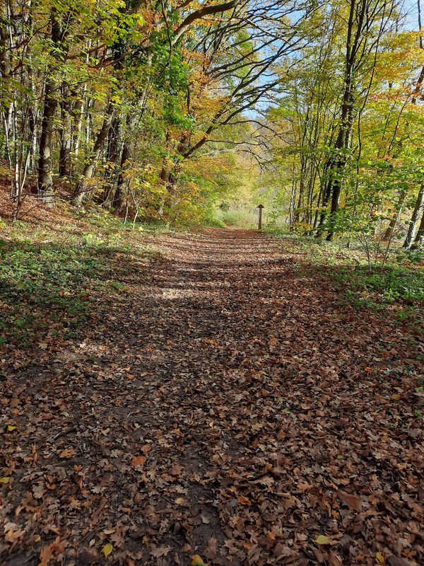 Heilkraft der Natur: Waldwanderung