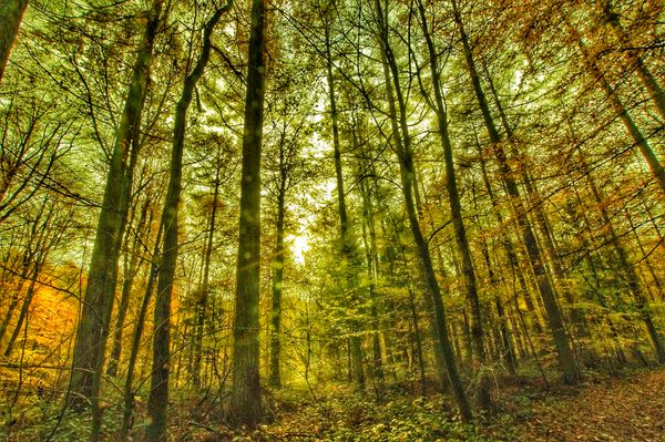 Entspannung pur im historischen Wald