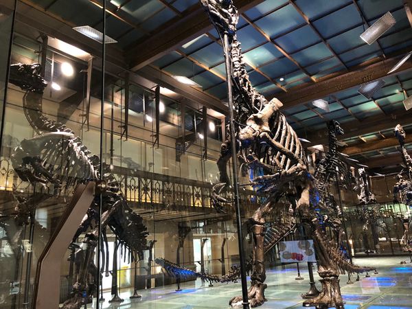 Dinosaurier und mehr entdecken