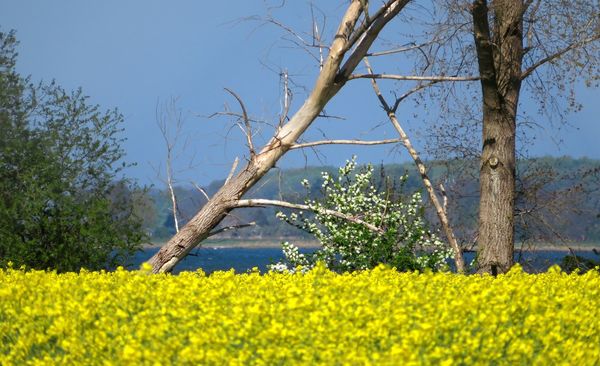 Kraniche an der Küste