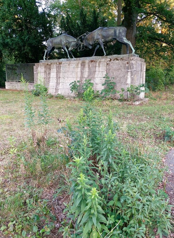 Beobachte heimische Wildtiere in freier Natur