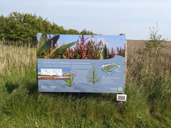 Malerisches Feuchtbiotop auf Borkum