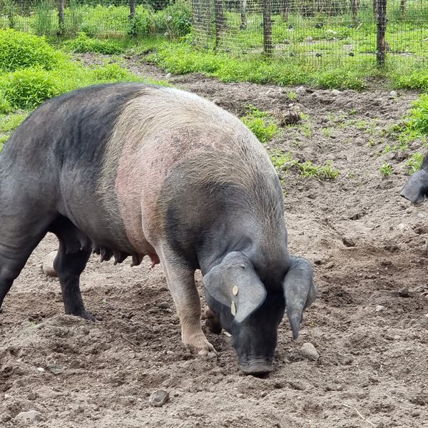 Faszinierende Tierwelt in der Arche Warder erleben