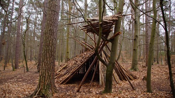 Lausche den Klängen des Waldes