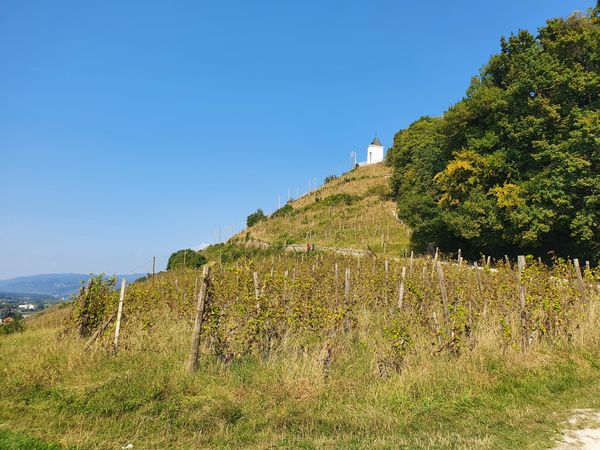 Atemberaubende Aussichten nach einer Wanderung durch Weinreben