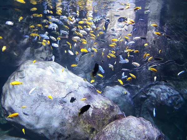 Unterwasserwelt in der Stadt