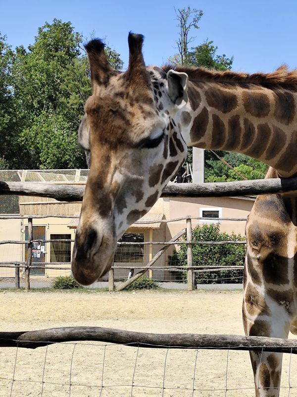 Familienabenteuer im Xantus János Zoo