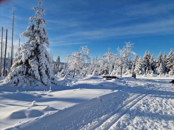 Abenteuer im Nationalpark Harz