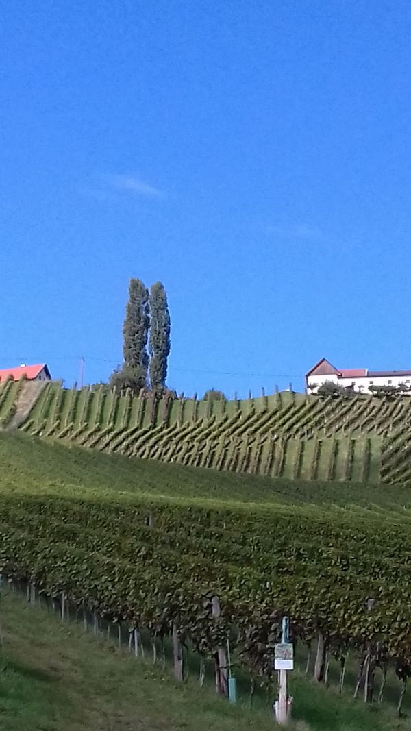 Entspannte Tour mit dem Weinbergbummler