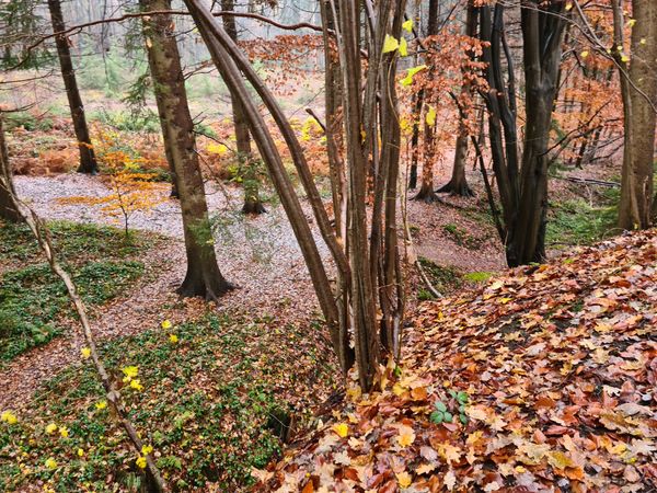 Magischer Wald voller Geheimnisse