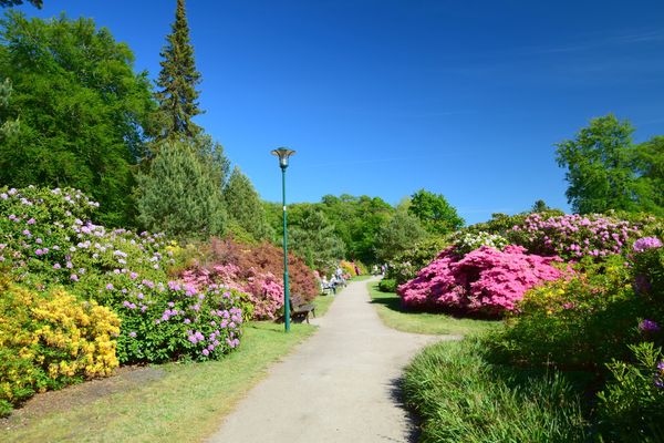 Farbenpracht im Rhododendron-Park
