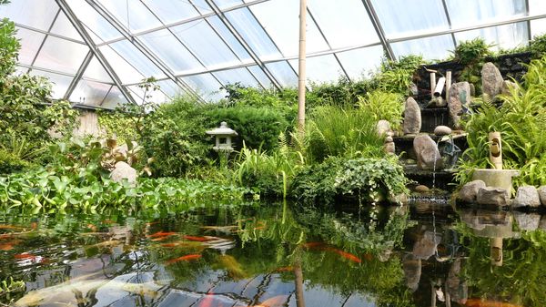 Flatternde Schönheiten im Schmetterlingsgarten