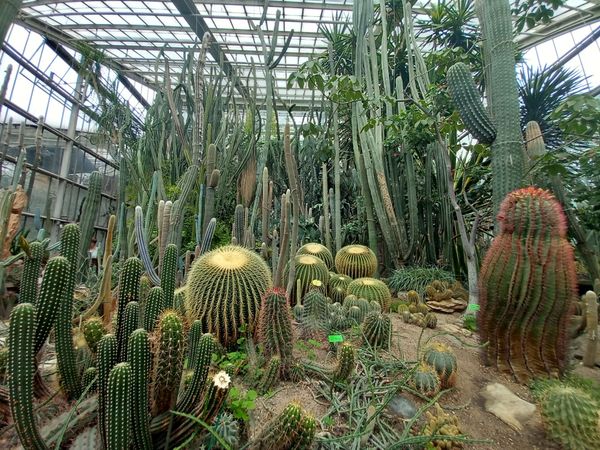 Tropische Flucht im Herzen Poznańs