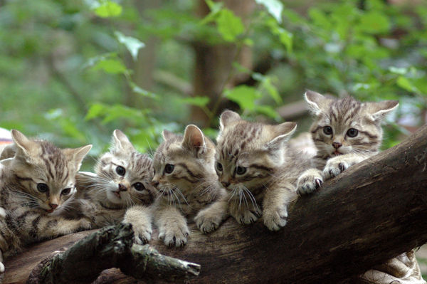 Tierische Begegnungen im Grünen