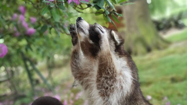 Tierische Abenteuer für die ganze Familie