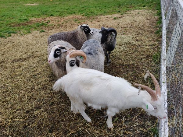 Bauernhoftiere hautnah erleben