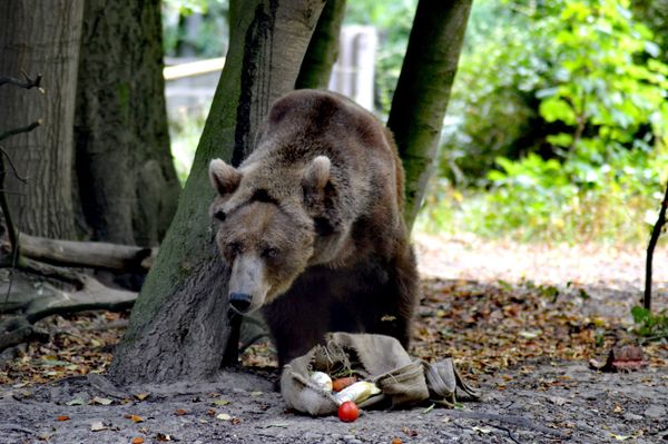 Tierische Abenteuer für die ganze Familie