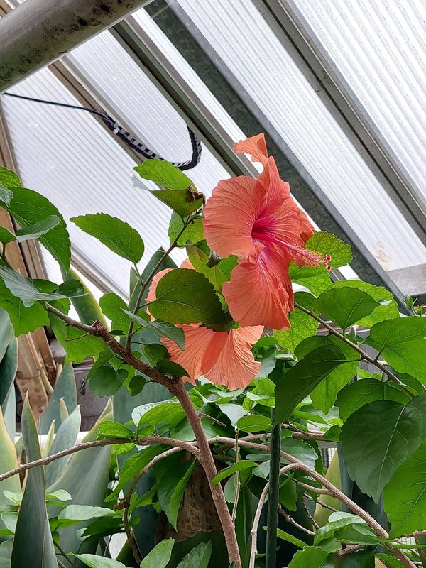 Blumenpracht im ältesten Botanischen Garten